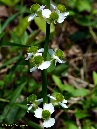 {Sagittaria australis}